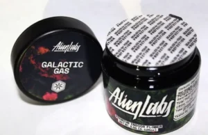 BISCOTTI X GUSHERS CONNECTED - Image 2